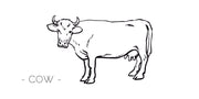 牛革の種類と特徴｜革のトリビア - 【公式】BLUE SINCERE(ブルーシンシア)オンラインショップ