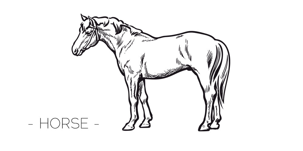 馬革の種類と特徴｜革のトリビア - 【公式】BLUE SINCERE(ブルーシンシア)オンラインショップ